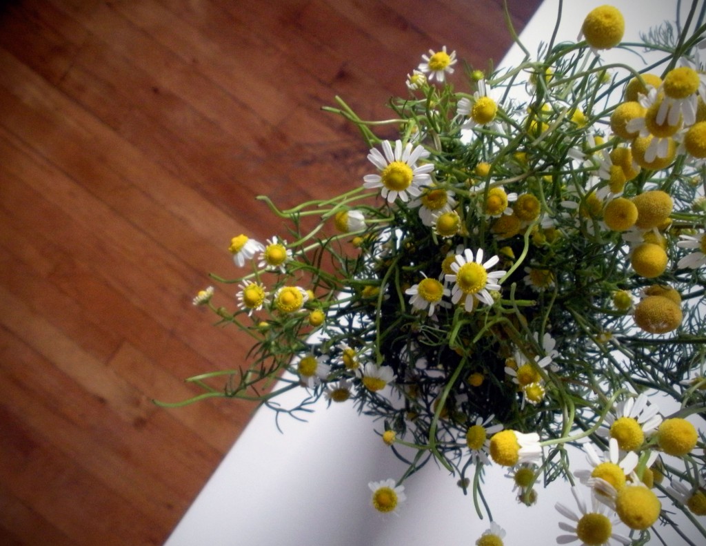 chamomile