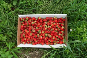 pick-your-own-strawberries