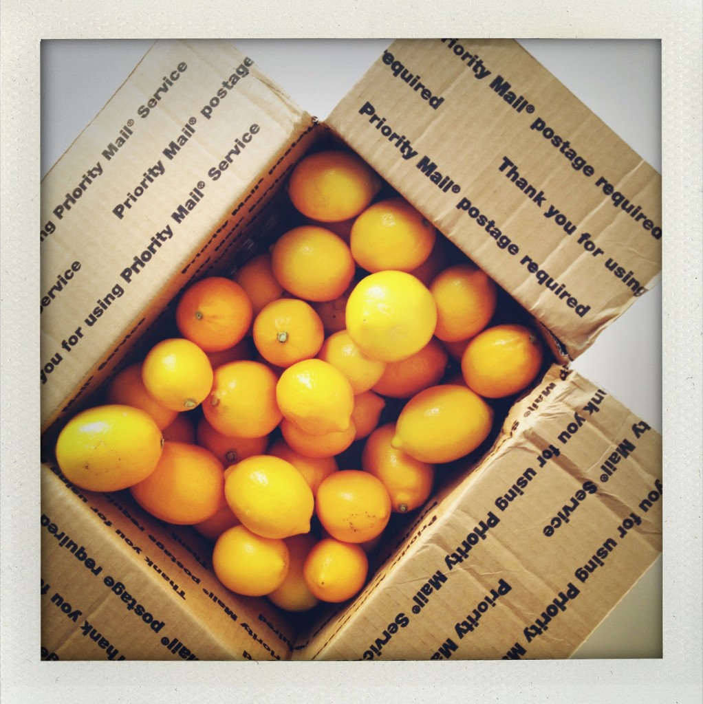 meyer-lemons-2