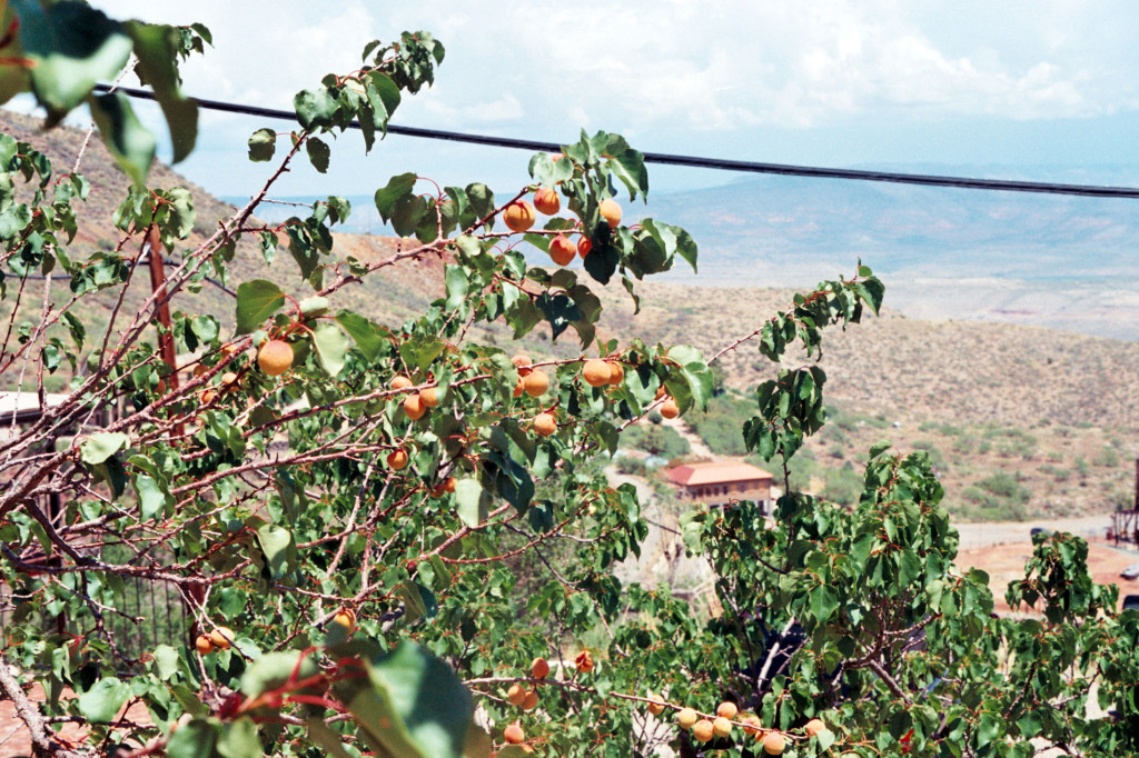 apricots-jerome