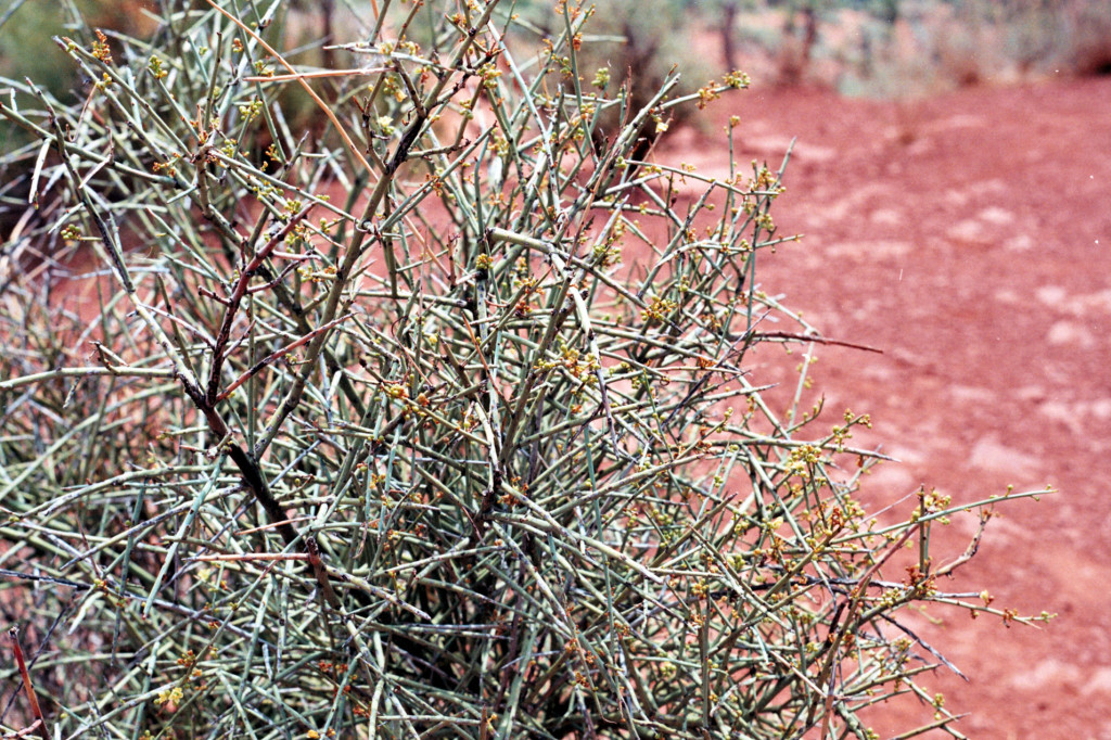 spiky-plant