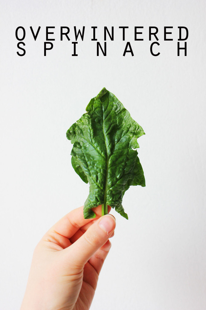 Overwintered Spinach: What it is & what to make with it now // Autumn Makes & Does