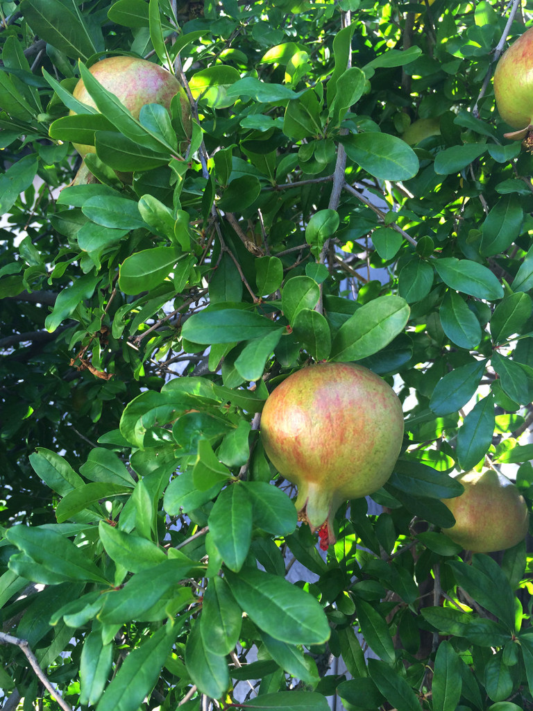 pomegranates